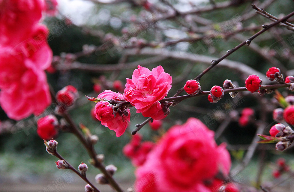 春暖花开，桂林鸿程诚邀您共赏春景！