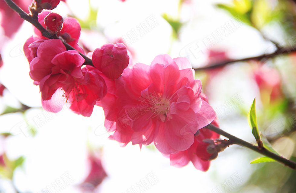 春暖花开，桂林鸿程诚邀您共赏春景！