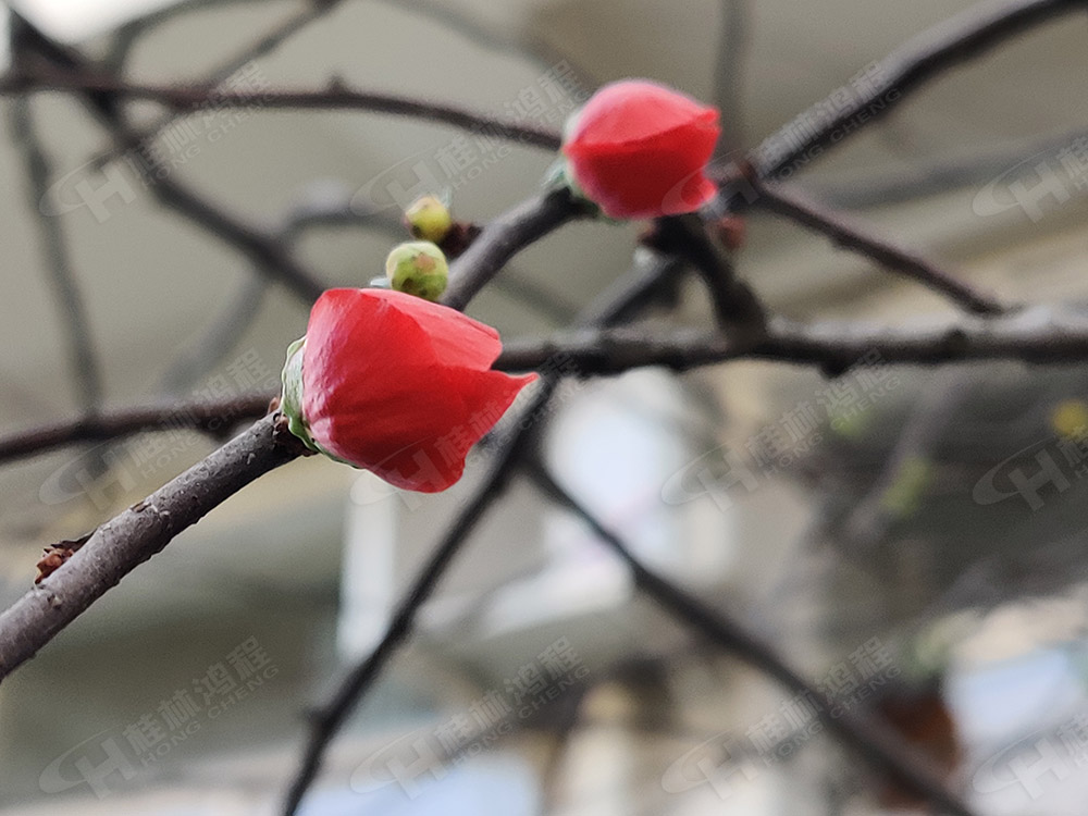 桂林鸿程花团锦簇，满园春色，邀您一起共赏春景，共商大计！