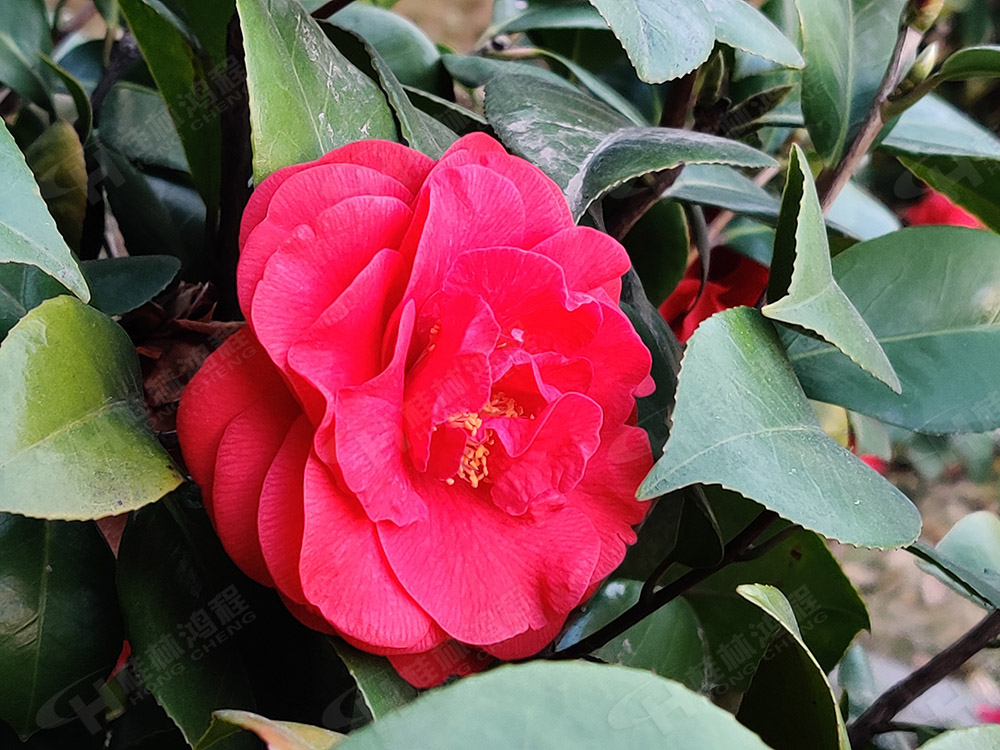 桂林鸿程花团锦簇，满园春色，邀您一起共赏春景，共商大计！